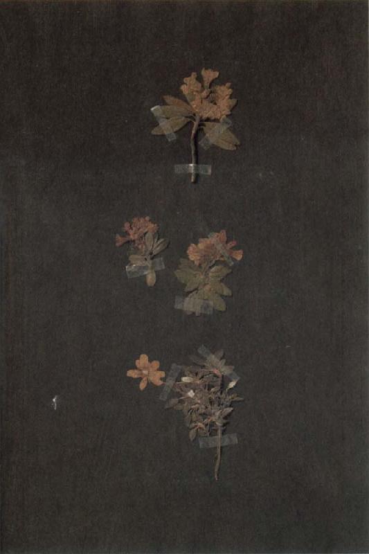 Paul Klee Herbarium Sweden oil painting art